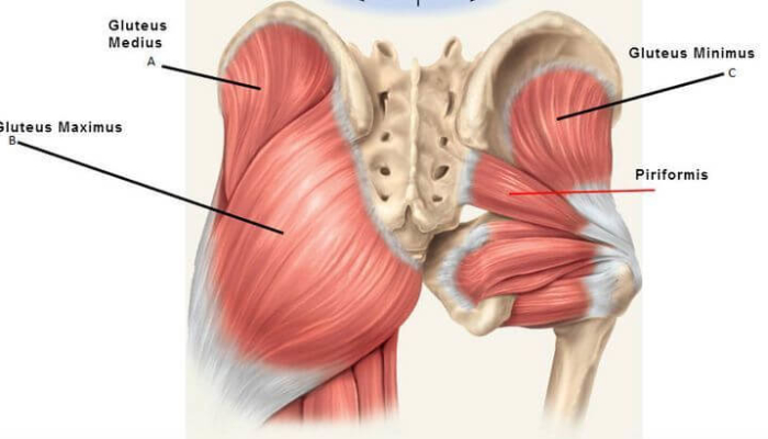 Glutes 101