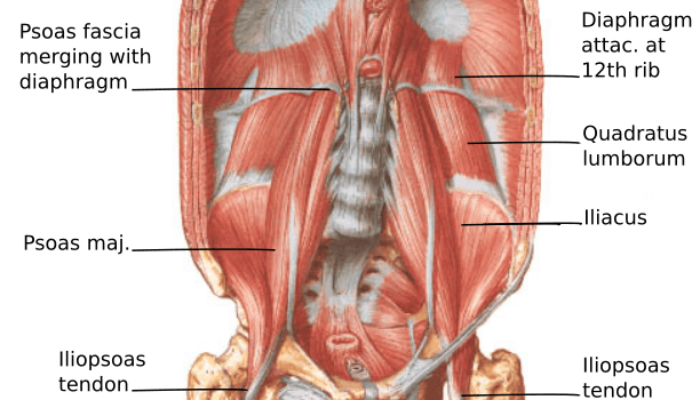 Psoas Facts